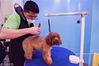 2018年4月13日，四川省成都市青羊区，一家宠物护理中心，宠物狗们在做洗澡和美容。