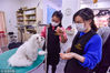 2018年4月13日，四川省成都市青羊区，一家宠物护理中心。狗主人们带着心爱的宠物狗，来这里做美容、做SPA、洗澡等护理服务。通常做一次宠物狗洗澡需要50分钟，做宠物狗SPA护理及美容需要2个半小时。
据宠物护理店介绍负责人：“随着人们生活水准的提高，宠物主人们对自家可爱的小动物的关爱与它们的身体健康、心理健康、以及外在造型都有了一定的标准要求。因此，这些可爱的宠物狗们，活脱脱的成为人们生活中的小天使，温暖着每个饲养宠物的家庭，让生活中多些情趣和关爱。”视觉中国