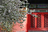 2018年4月14日，北京故宫，琉璃瓦映衬下的海棠花。入春以来，故宫博物院内的众多植物花枝依次绽放。