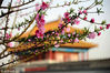 2018年4月14日，北京故宫，琉璃瓦映衬下的海棠花。入春以来，故宫博物院内的众多植物花枝依次绽放。