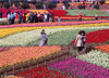 2018年4月15日，江苏盐城，在大丰荷兰花海景区内，大片郁金香进入盛花期，大批游客和摄影爱好者纷至沓来，进行赏花拍摄。