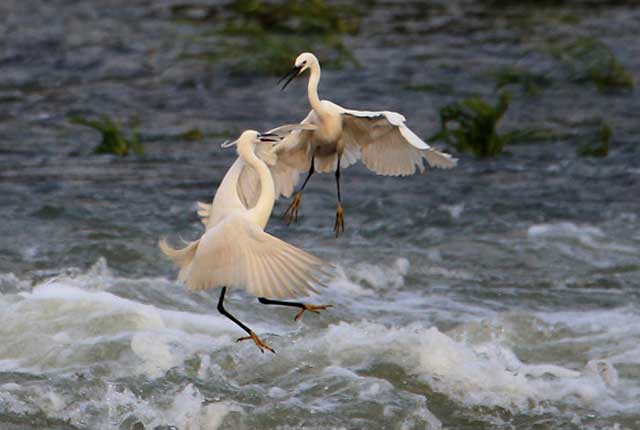 安徽黄山：两只白鹭在新安江上展翅“比武”