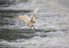 2018年4月16日，安徽黄山，两只白鹭在新安江的江面上展翅“比武”。