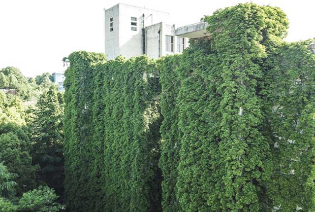 贵阳：贵州大学图书馆藤蔓爬上40米高楼 生机勃勃成“绿墙”