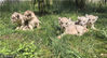 出生40天，5个小家伙的平均体重已达到约3500克，除了猫奶，已可以加喂牛肉沫，后期根据小家伙们的牙齿生长情况调整喂肉的量。
约半小时后，第一次外出游玩结束了。据了解，目前5个小家伙身体健康，状况良好，预计五一节期间就可以和广大游人见面。图为5只小非洲狮合影。