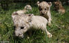这6只幼狮是陈向利照顾的第三批被弃养的幼崽。4雌2雄，6个小可怜出生时平均体重接近1500克，但其中一只雌性幼狮显得要瘦弱些。尽管住在育婴箱内，出生两天后，这只体弱的小雌狮还是不幸夭折。
