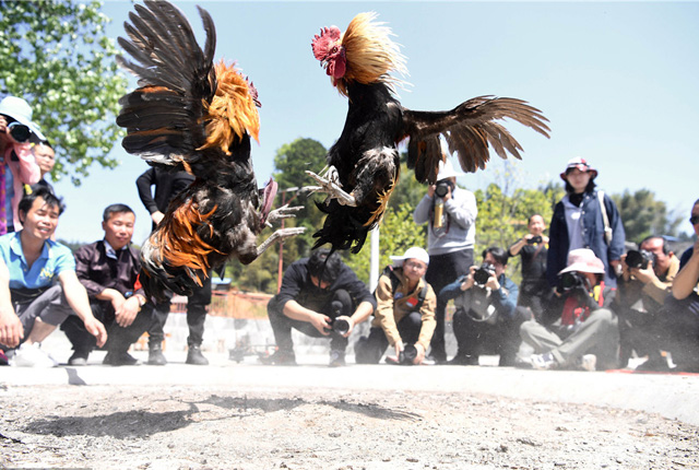 贵州黔东南：三月三 苗族同胞举行鸡王争霸赛活动