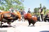 2018年4月18日，贵州黔东南，在榕江县两汪乡空申苗寨，两只公鸡在激烈打斗。