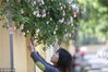 2018年4月19日，春末夏初的季节，南京市区的颐和路上民国建筑群落，蔷薇花在院落的墙头上绽放，引来了众多市民驻足观看拍照。
