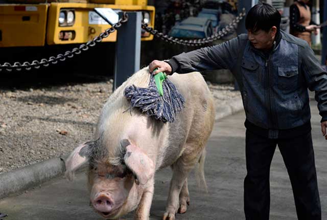 成都：汶川地震十周年 猪坚强依然坚强