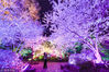2018年3月27日，江苏无锡，著名赏樱胜地鼋头渚进入赏樱最佳期，晚上夜樱璀璨，美不胜收。