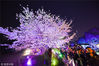 2018年3月27日，江苏无锡，著名赏樱胜地鼋头渚进入赏樱最佳期，晚上夜樱璀璨，美不胜收，吸引了大量游客前来赏花拍照。