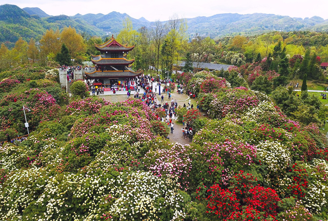 贵州毕节：百里杜鹃进入最佳观赏期 景区内游客爆满