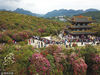 2018年4月1日，在贵州省毕节市百里杜鹃风景区拍摄的景致，百里杜鹃自然风景进入最佳赏花期，吸引数以万计游客参观游览。