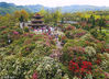 2018年4月1日，在贵州省毕节市百里杜鹃风景区拍摄的景致，百里杜鹃自然风景进入最佳赏花期，吸引数以万计游客参观游览。