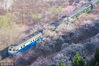 2018年4月1日，北京，清明节前后，居庸关长城附近S2延庆方向列车经过一遍花海，游客纷纷前往拍照赏花，看开往春天的和谐号列车。