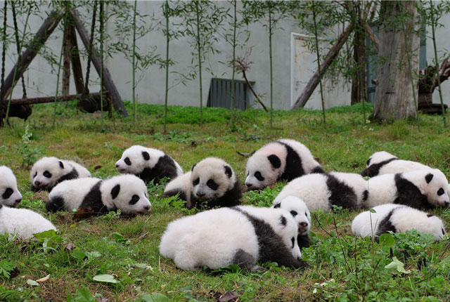 汶川地震十周年 实拍四川中国大熊猫保护研究中心新面貌