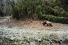 2017年11月23日，四川雅安，大熊猫“八喜”在山林里奔跑。