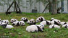 2017年10月12日，四川阿坝，大熊猫宝宝集中亮相。