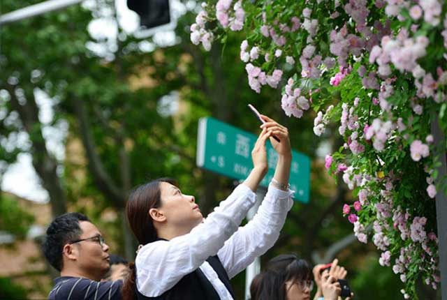 南京：蔷薇进入最佳观赏期 引众多市民周末赏花拍照