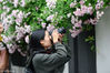 2018年4月21日，南京，人们在颐和路片区观赏盛开的蔷薇、拍照留念。