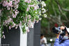 2018年4月21日，南京，颐和路片区的蔷薇进入最佳观赏期，吸引了众多市民和摄影爱好者扛着长枪短炮前来观赏拍照。
杨素平/视觉中国