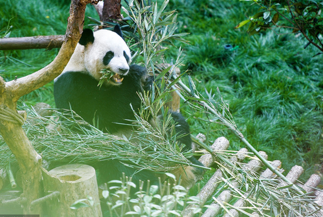贵阳：两只“海归”大熊猫正式和公众见面