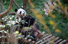 2018年4月22日，贵阳，大熊猫“海浜”在大熊猫馆内进食。