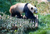 2018年4月22日，贵阳，大熊猫“星宝”在大熊猫馆内嬉戏。