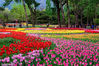 2018年4月23日，北京，坐落于香山脚下的北京植物园内的郁金香展区，经过昨天大雨的洗礼，天更蓝，树更绿，草更青，花更艳。