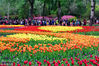 2018年4月23日，北京，坐落于香山脚下的北京植物园内的郁金香展区，经过昨天大雨的洗礼，天更蓝，树更绿，草更青，花更艳。满园郁金香花开满园，娇艳美丽。每日迎来众多市民和摄影爱好者前来参观拍照。王保生/千龙图像/视觉中国