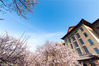 2018年4月26日，哈尔滨工程大学杏花如期盛开，被风吹过的花瓣随风纷扬，好似一场杏花细雨，别有一番意境。