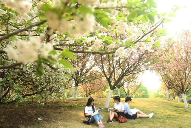 湖南衡阳：樱花盛开 校园景美变花园