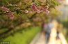 2018年4月3日，湖南衡阳，南华大学的同学们在校园的樱花林里晨读。