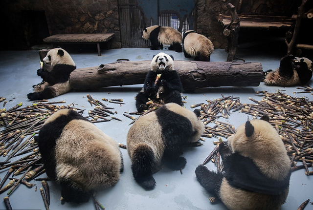 实拍成都大熊猫繁育研究基地 大熊猫卖萌耍宝吃竹子