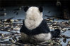2018年4月3日，成都，成都大熊猫繁育研究基地。