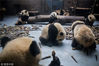 2018年4月3日，成都，成都大熊猫繁育研究基地。