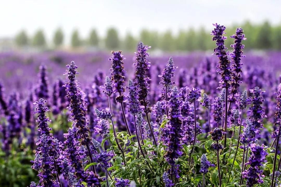 紫嫣红       时间:4月10日—5月10日    地点:香草湾薰衣草主题