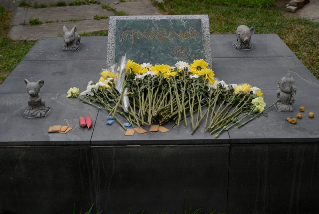 北京：大学生清明祭扫实验动物墓碑 祭献鲜花小萝卜表示敬意