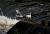 2018年4月6日，新安江上游安徽黄山市万安坝段水域，白鹭在飞翔嬉戏、或觅食小憩。