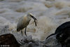 2018年4月6日，新安江上游安徽黄山市万安坝段水域，白鹭在飞翔嬉戏、或觅食小憩。