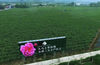 绵竹龙门山脚下，背靠九鼎山的万亩玫瑰花田。今年9月，第八届中国月季展将在这里举办，江苏部分地市参展馆将入驻。