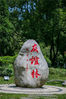 Friendship Forest resembles the lasting friendship between Jiangsu and Mianzhu. 