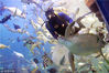 2005年3月24日，西安，某海洋世界的饲养员韩瑞琪的“海底生活”。海龟跟着饲养员跑得美。舞言/视觉中国