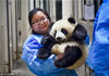 2016年4月20日，成都，80后饲养员梅燕，从业八年的她已经非常资深，先后喂养过50多只大熊猫，为照顾熊猫操碎了心。华西都市报 吕甲/视觉中国