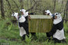 韦华是中国大熊猫保护研究中心的一名普通研究人员，自2013年7月调到中心以来，他先后在中心所属的四川雅安碧峰峡基地、汶川卧龙核桃坪基地从事大熊猫的保护研究与野化培训工作。
工作人员穿熊猫服接近野培熊猫。（具体拍摄日期不详）
中国大熊猫保护研究中心/视觉中国