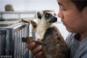 2018年4月27日，拉萨，饲养员怀抱首次来到西藏的环尾狐猴。近日，拉萨市曲水动物园首次引进4只环尾狐猴。   何蓬磊(西藏分社)/中新社/视觉中国