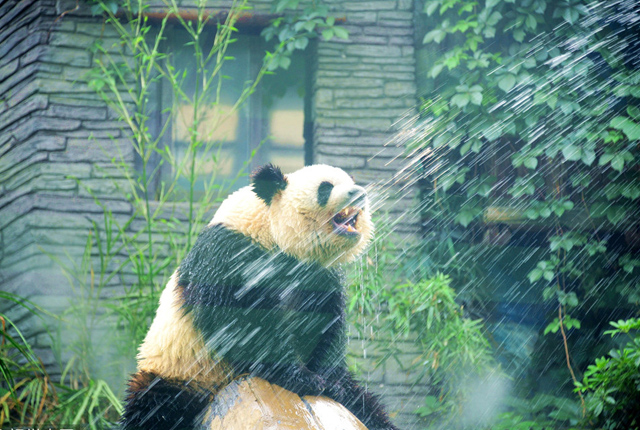 北京今创入夏34度高温 大熊猫巧淋浴降温