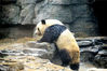 2018年05月14日，北京，饲养员在为大熊猫淋浴。