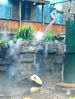 2018年05月14日，北京，饲养员在为大熊猫淋浴。